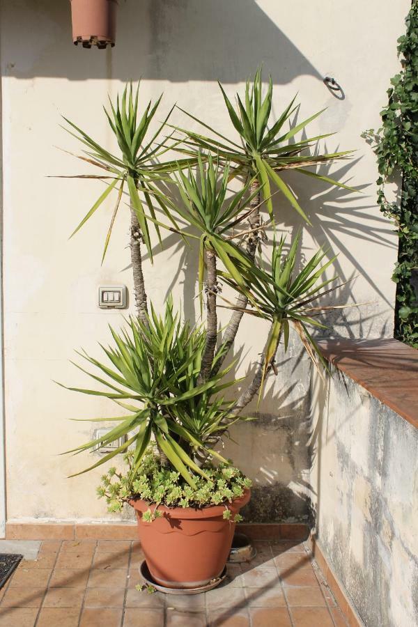 La Lanciolla Maddaloni